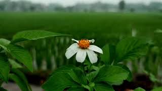Flower loop relax screenshot 5