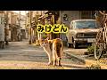 【白猫の日常】みけどん|ねこせいかつ|Mikedon