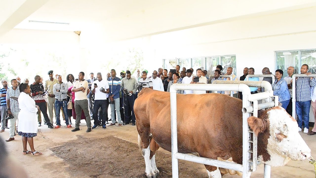 DAAH! NG'OMBE WA AJABU AWASHANGAZA WABUNGE, WAANGUA VICHEKO WAKIMTAZAMA