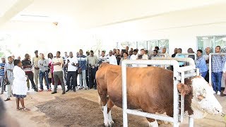 DAAH! NG'OMBE WA AJABU AWASHANGAZA WABUNGE, WAANGUA VICHEKO WAKIMTAZAMA