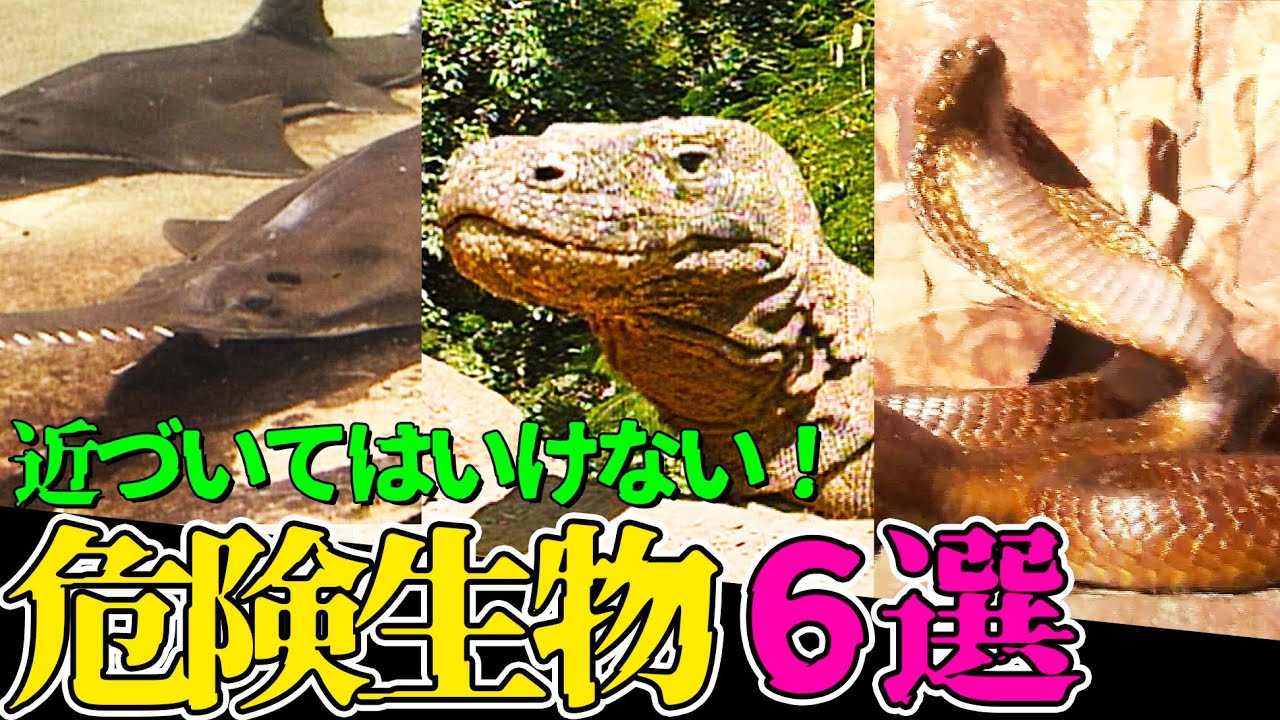 閲覧注意 絶対に近づいてはいけない危険生物６選 猛毒や凶器を持つヤバい動物たち 飛び出せ 科学くん からお送りする特別編 Youtube