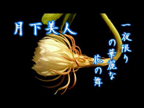 月下美人》一夜限りの華麗な舞 