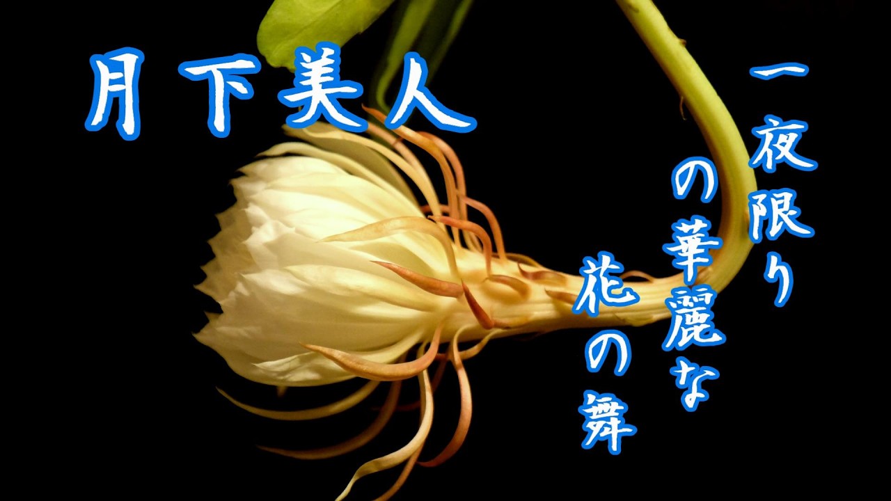 月下美人》一夜限りの華麗な舞 