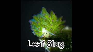 Animal Hybrids That Actually Exist Part 3 #shorts #animals #viralshorts #youtubeshorts