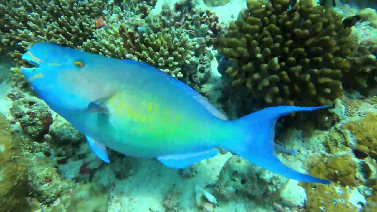 Diving Maldives: Bathala Thila 4K