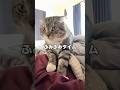 なんでりっちゃんばかり動画に登場するんですか?その理由がコチラ🤣 #猫