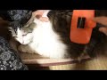 ラガマフィンちゃん　家に迎えて初めてのブラッシング　ドギーマン　スリッカーブラシ  長毛種　‪Ragamuffin's Brushing　保護猫