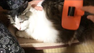 ラガマフィンちゃん　家に迎えて初めてのブラッシング　ドギーマン　スリッカーブラシ  長毛種　‪Ragamuffin's Brushing　保護猫