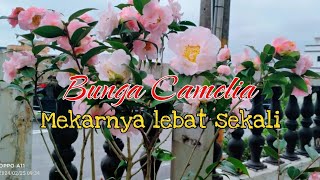 Maasyaallahcantiknya Bunga Camelia Bunganya Lebat Sekali