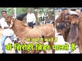 इतना भी आसान नहीं है ब्रीडर पालना | visit chouhan goat farm ajmer | 5 top quality goat | pkraj vlogs