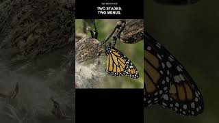 Why Flowers Alone Are Not Enough for Monarchs