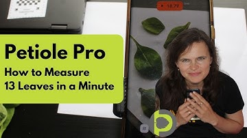 How to measure 13 leaves in a minute with mobile application Petiole Pro?