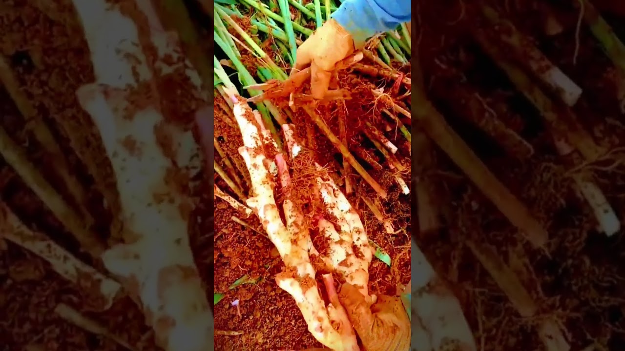 cutting stalks of harvested ginger leaves in the garden 