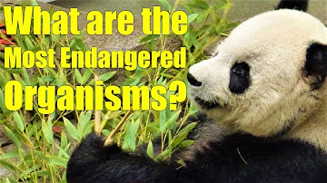 What are the Most ENDANGERED Species in the World?