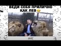 ✪СМЕШНЫЕ ВИДЕО ПРИКОЛЫ ИНСТАГРАМА И ТИКТОКА🤣 2020 ЧУДИКИ ИЗ СОЦСЕТЕЙ🤪ПОДБОРКА ЛУЧШИХ РОЛИКОВ😎 #17✪