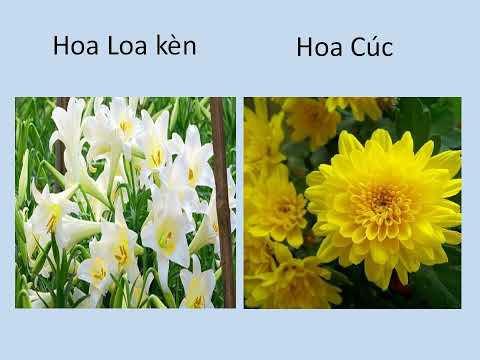 Tạo hình: Vẽ hoa hướng dương - Khối MGN