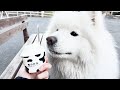 サモエド犬と牧場に行ったら反応が可愛すぎて