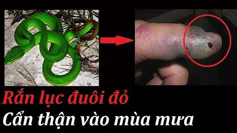 Mùa Mưa ! Cẩn Thận Với Rắn Lục Xanh Đuôi Đỏ