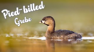 Pied billed Grebe | Lobed Feet and More! Resimi