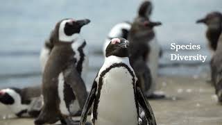 Masters of The Icy Lands:The Amazing Life of Penguins #wildlifegems  #wildexplore #penguin #animals
