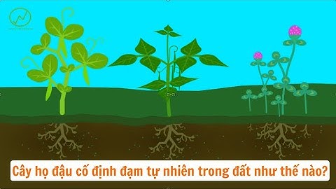 Cây họ đậu nào tổng hợp nitơ tốt nhất năm 2024