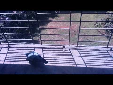 String pulling pigeon