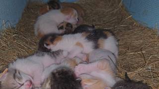 TWO MOMS chose ONE HOUSE — now it’s full of adorable kittens 😻🐾