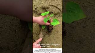 Planting Autumn: Tender Pumpkin Seedlings in the Soil 🧑🌾🎃