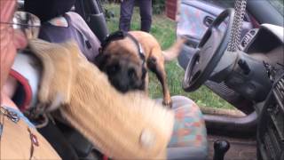 Malinois À Lattaque Dans Une Voiture