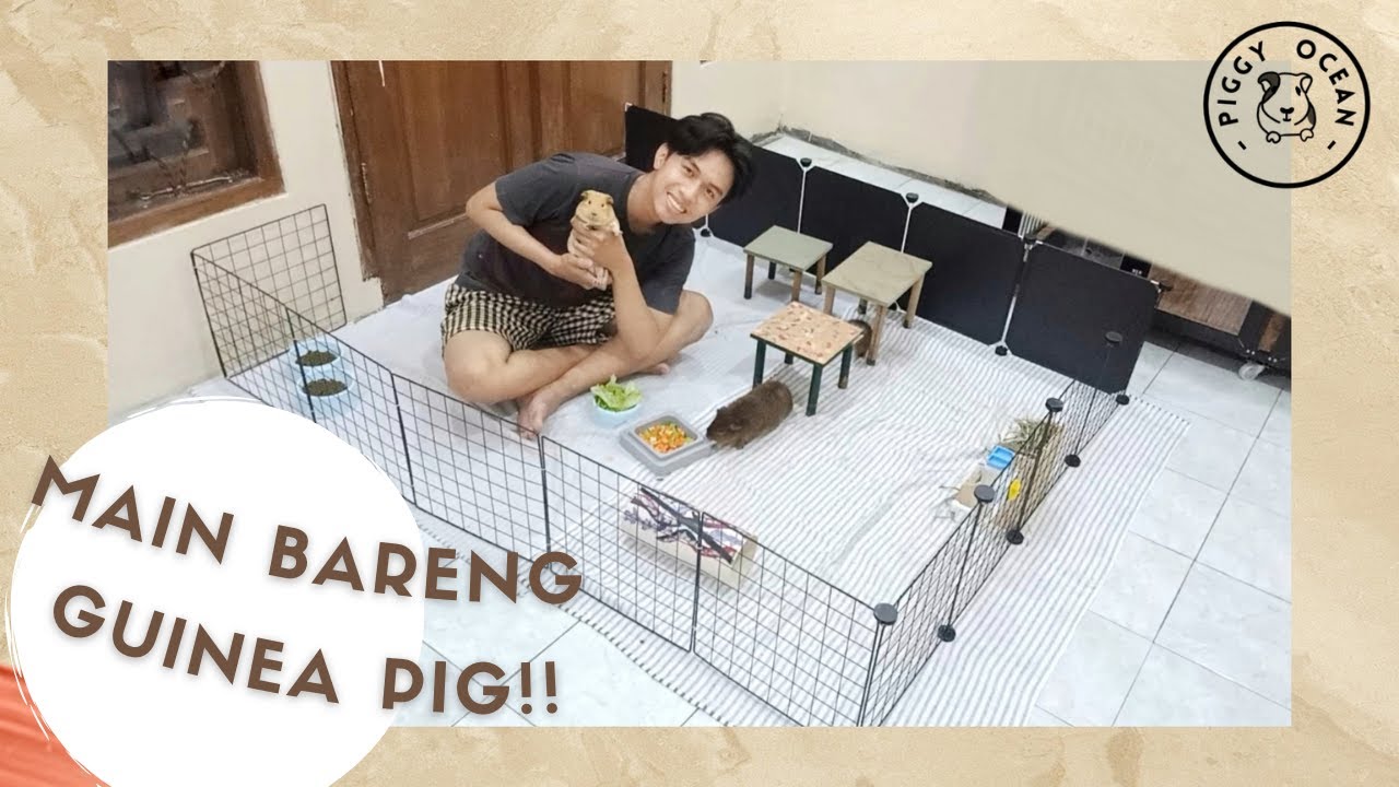 MAIN SAMA MARMUT YUK !! | Guinea Pig Floor Time | PIGGY OCEAN