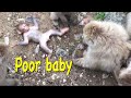 『SNOW MONKEYS JIGOKUDANI 』㊿ mountain (Tokkuri family) Jigokudanionsen jigokudani Monkey park Japan