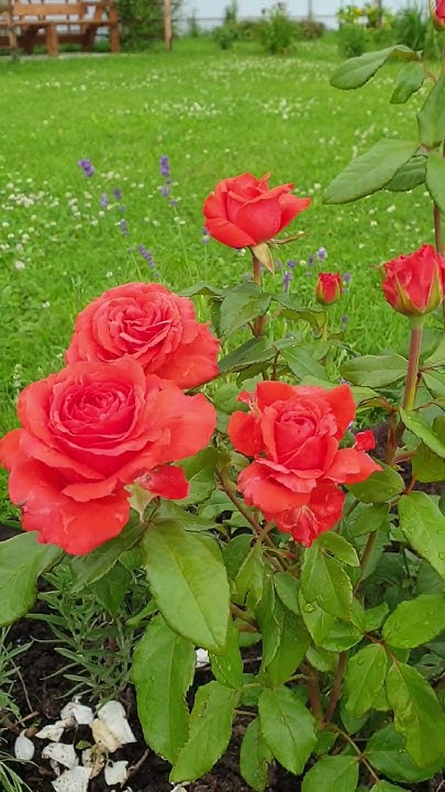 Роза Голд Перл Штейн #flowers #gardening #plants #розы #розариум - YouTube