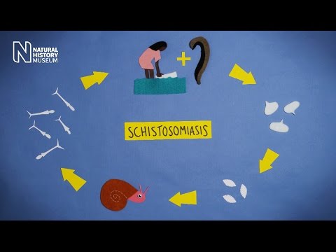 Parasite in motion: Schistosomiasis | Natural History Museum