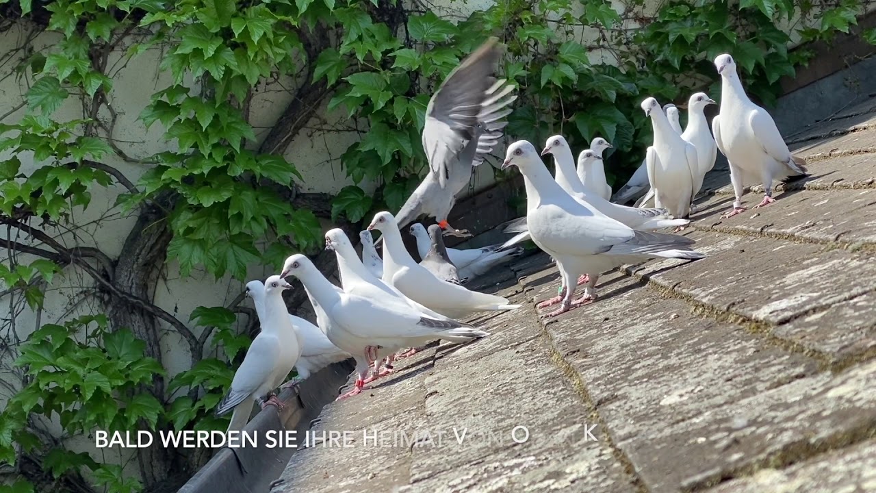 Junge Wiener Hochflugtauben April 2020   HD 1080p