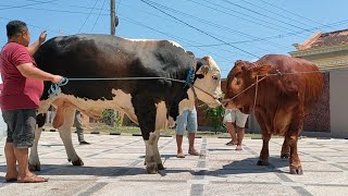BIKIN TERPESONA || SAPI TERBARU DI KANDANG KULON KALI ‼️🔥