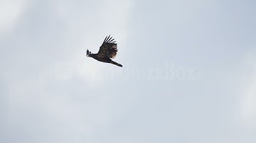 Stock Video - Juvenile Bald Eagle flying through the sky over Flaming Gorge