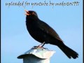 Blackbird Singing #3 - Mr Blackbird sings to his friends