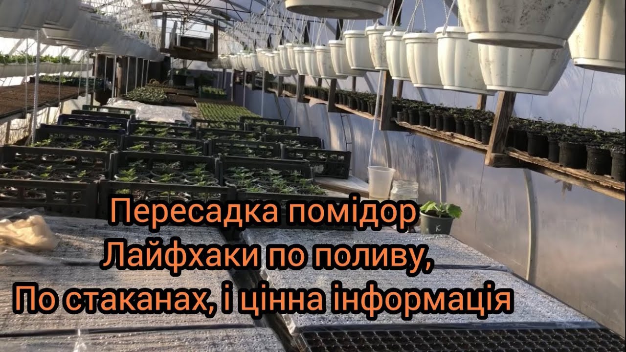 Як ми садим помідори і лайфхаки які полегшують працю в теплиці. 