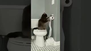 Funny Cat Removing Toilet Paper