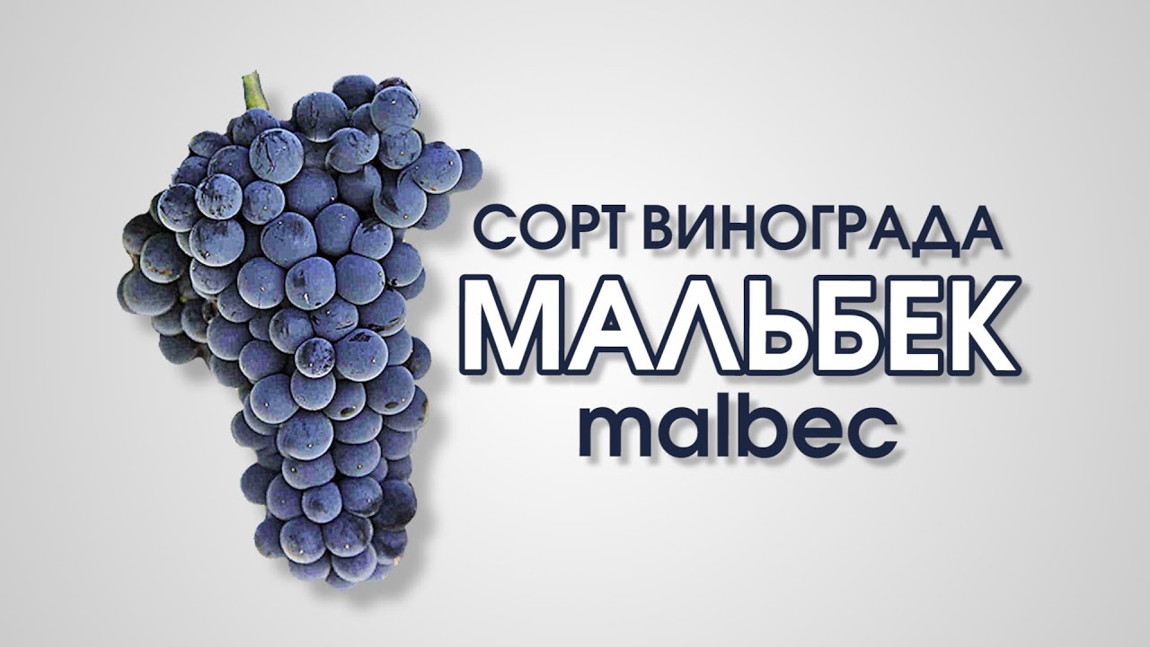 Виноголик. Сорт красного винограда Мальбек