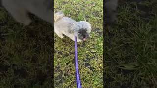 Puppy Training  Name Game with Tashi the Lhasa Apso