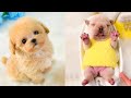 Baby Dogs - Cute and Funny Dog Videos Compilation #52 | Aww Animals