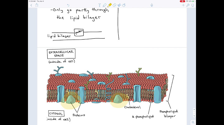 Difference between integral peripheral and surface proteins