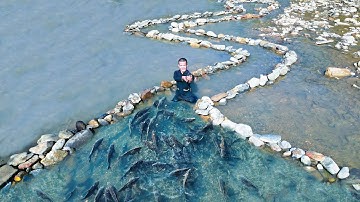 Dwarf Family Make Simple Traps With Stones to Catch Fish | Catching School of Carp Primitive Method