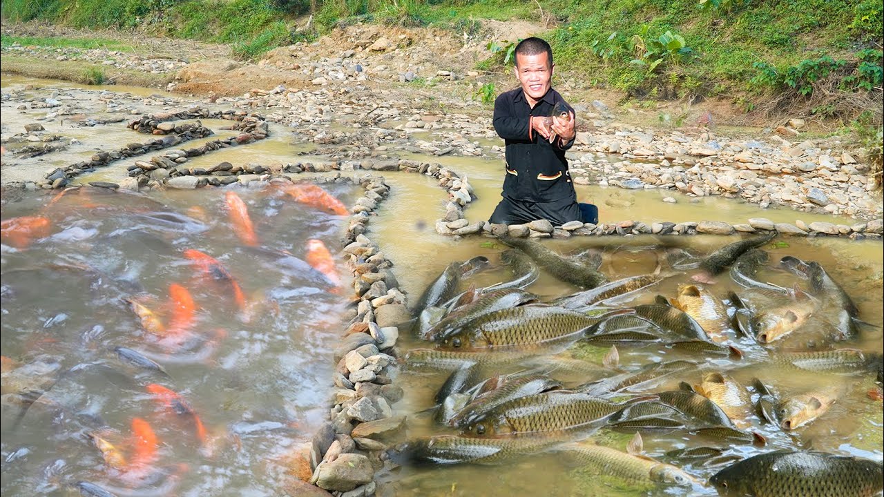 Dwarf Family Make Simple Traps With Stones to Catch Fish | Catching School of Carp Primitive Method