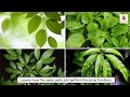 All About Plant Leaf | Types of Leaves | Photosynthesis | Science For Kids | Grade 4 | Periwinkle