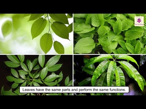 Video: Shape of plant leaves