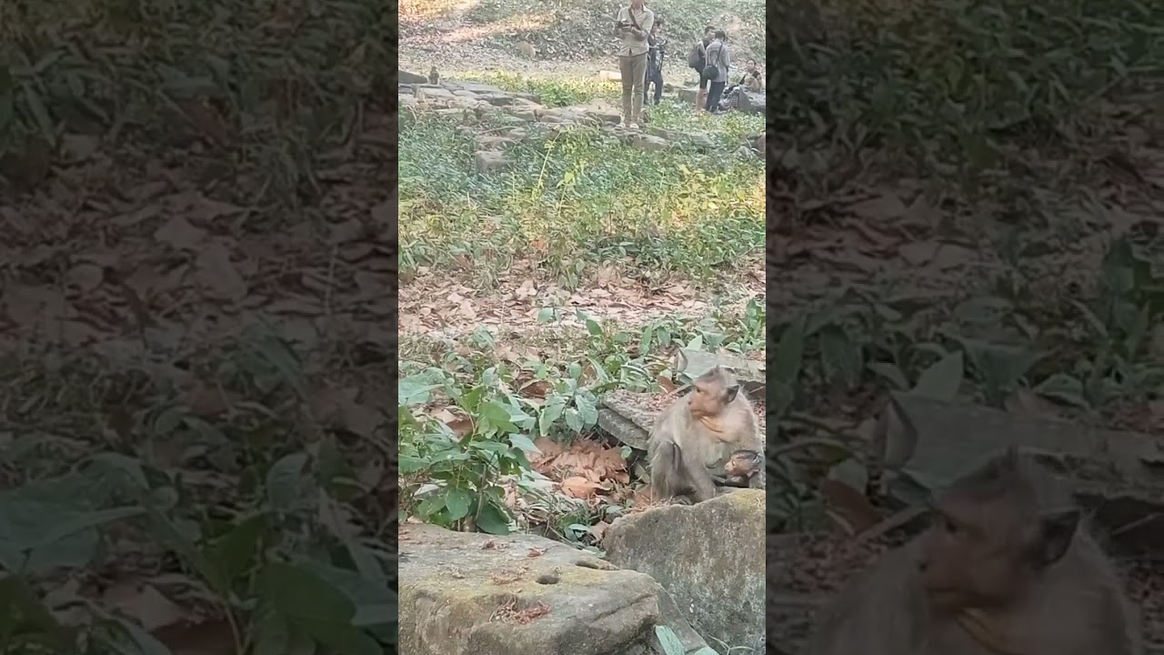 VID20240213165041monkeycambodia 2