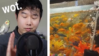 NEW YEAR NEW FISH | Fish Tank Review 132