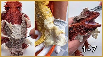 ASMR Shedding Skin Bearded Dragon Series 1 - 7 | Fresh Skin Unlocked!
